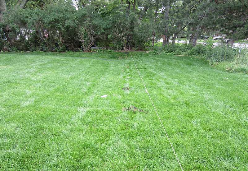 Cleaned garden with trees at the backyard.