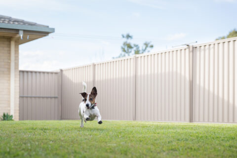 Lush green lawn in neatly fenced yard with pet dog