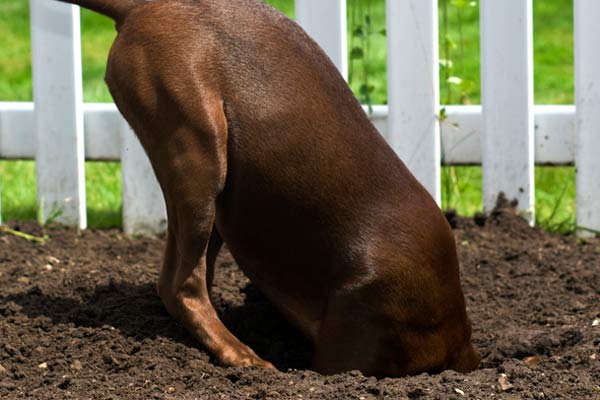 dog digging