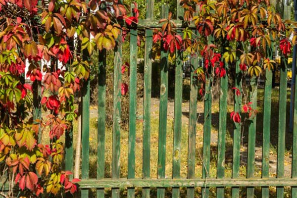 Green colored wooden fence with colorful leaves at the Backyard. Green colored wooden fence with colorful leaves at the Backyard.