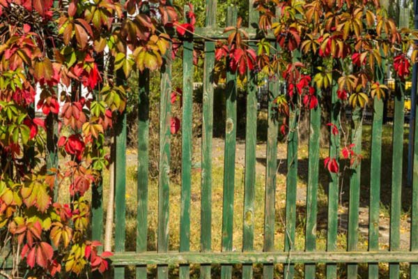 Green colored wooden fence with colorful leaves at the Backyard.