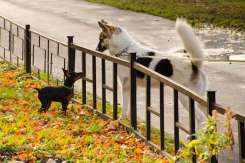 The two dogs near small fence at Batavia, IL