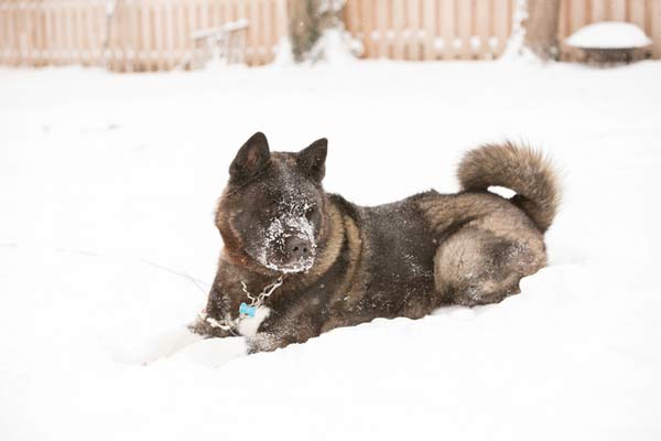 A dog playing in snow safely due to a wooden fence installed for a home in Batavia, IL
