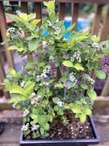 The blueberries plant in Batavia, IL 