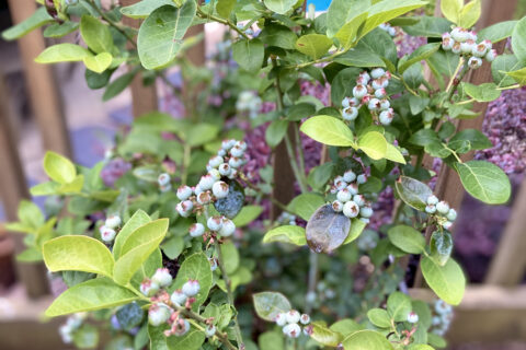 The Blueberry plant at Batavia, IL.